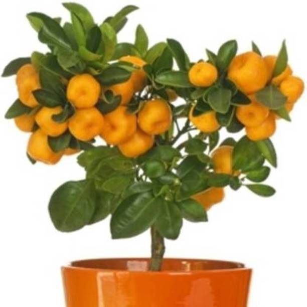 KrishnaNursery Orange Plant
