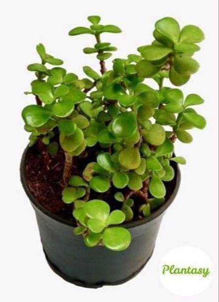 Adrita Jade Plant