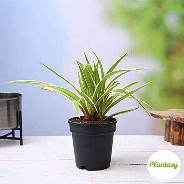 Adrita Spider Plant