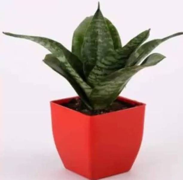 Aclipastal Snake Plant