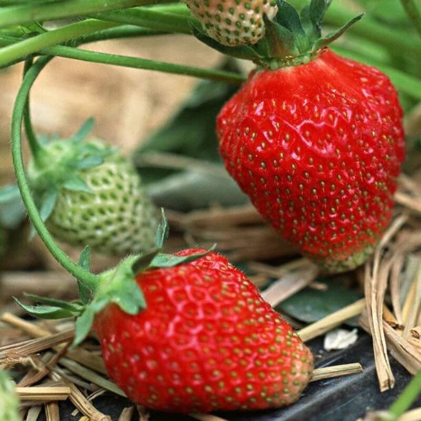 AloGardening Strawberry Plant