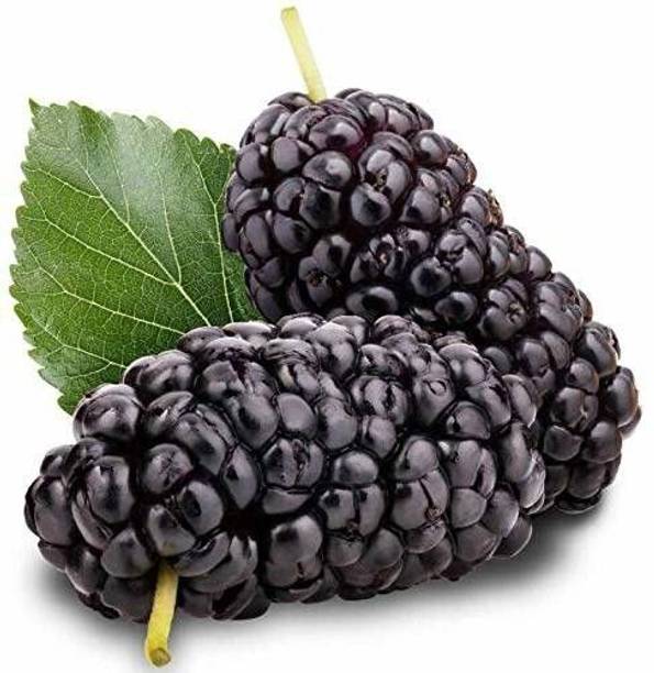 अकलिपसतल शहतूत / मलबैरी प्लांट पौधा