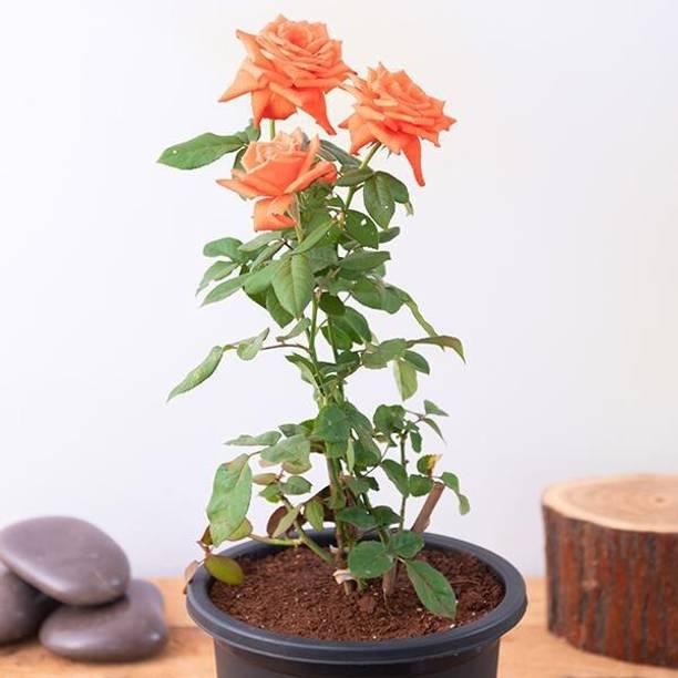 greenhousestore Rose Plant