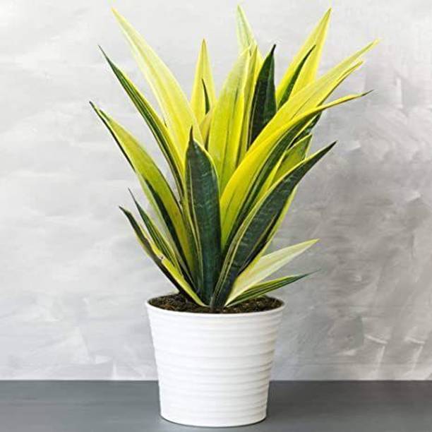GREENCITY Snake Plant