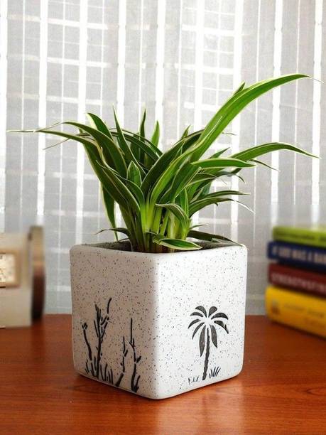 Adrita Spider Plant