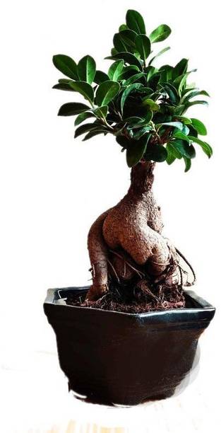 Wrenna Ficus Bonsai Plant