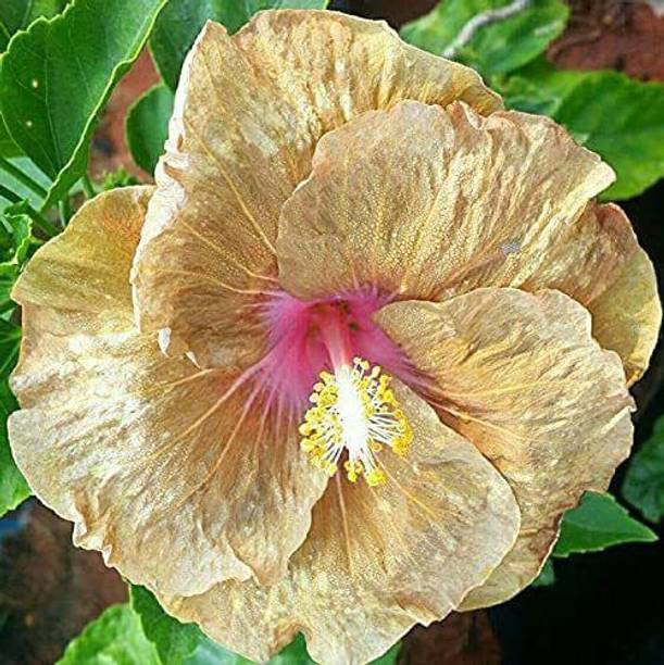 Aclipastal Hibiscus Plant