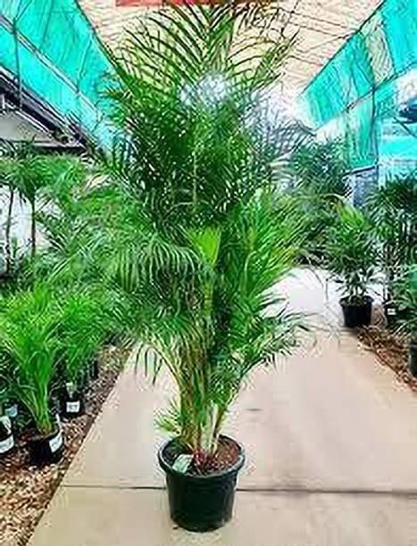 LEUMAZAQ Areca Palm