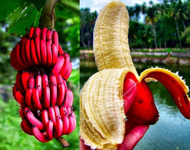 Barnaby Banana Plant