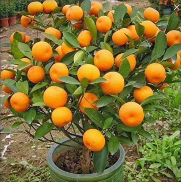 Cloud Farm Orange Plant