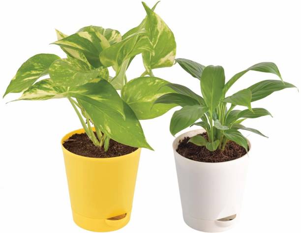 UGAOO Money Plant, Peace Lily Plant