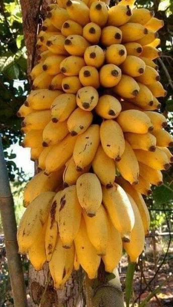 Wrenna Banana Plant