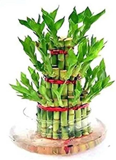 PetalPath Two Layer Bamboo Plant