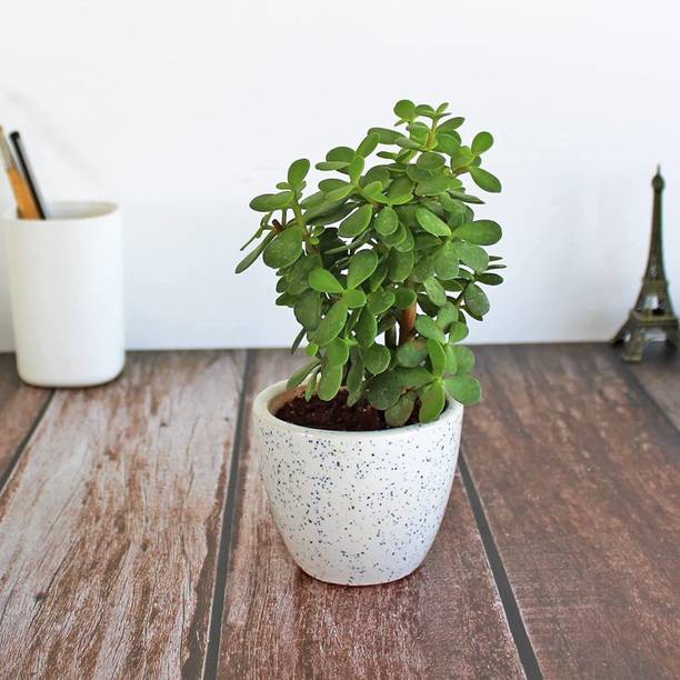 अदृता जेड प्लांट पौधा