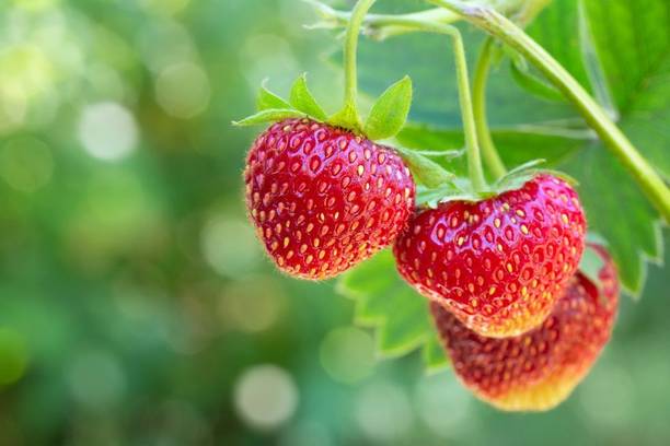 AloGardening Strawberry Plant