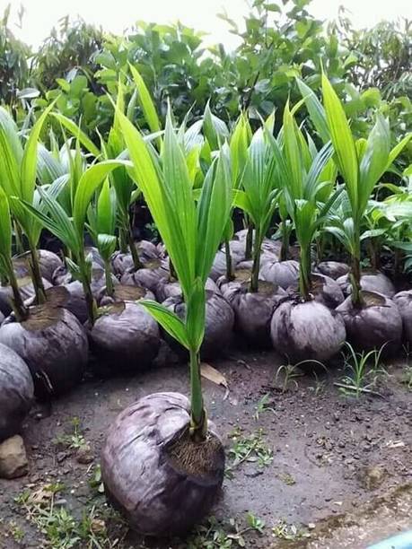 BULAPLANTHOUSE Coconut Plant