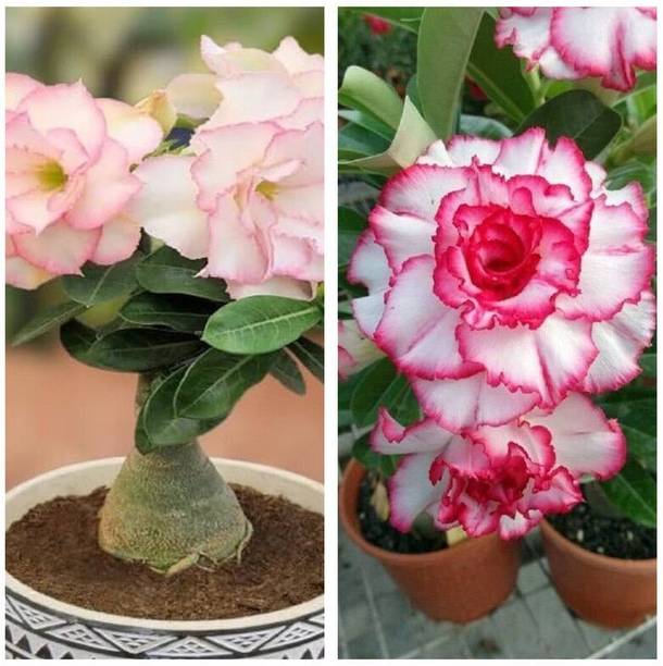 PetalPath Adenium Plant