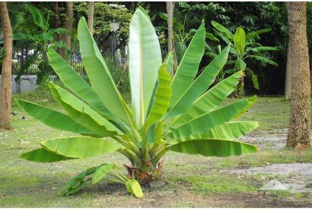 GREENCITY Banana Plant