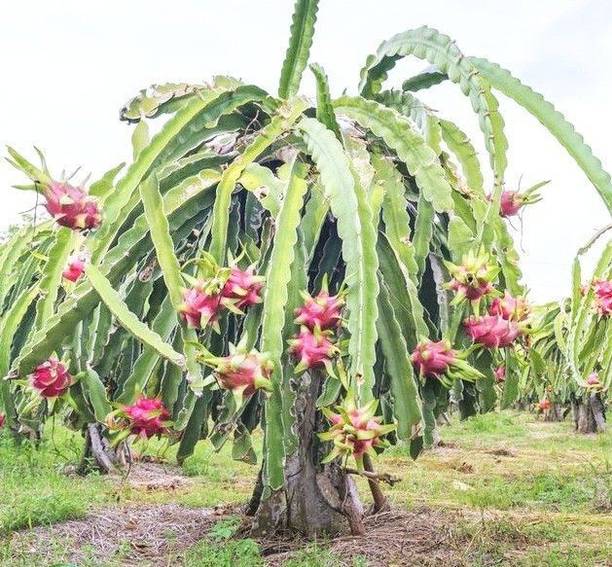 Rozaliya Dragon Tree