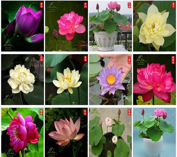 Silba ™ RDX-71 Water Lily Aquatic Water Features Seeds Seed