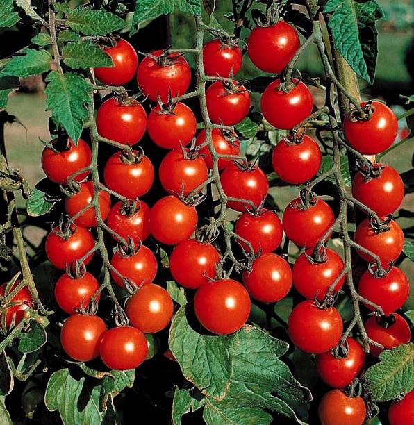 Silba Tomato Seed