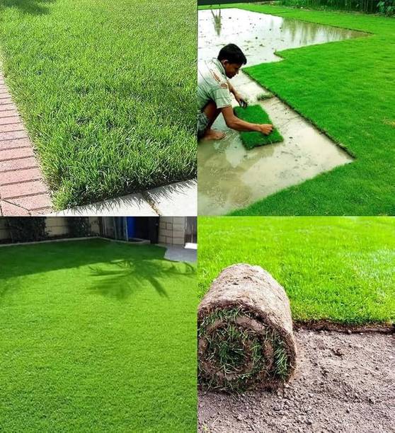 SMGOLD Lawn Grass Seed