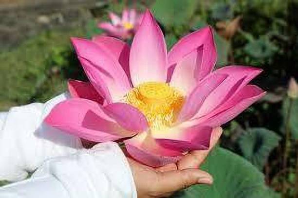 PNOQO LOTUS SEEDS Seed