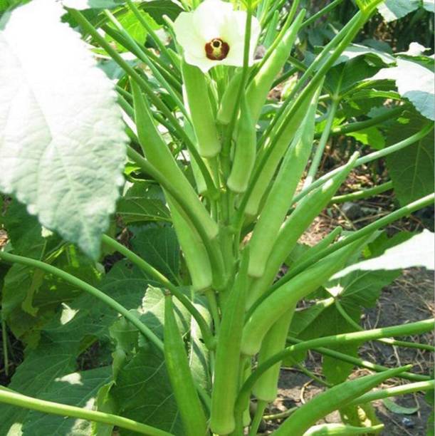 ARIAANAM Lady finger seeds okri hybrid Seed