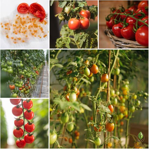 PNOQO Tomato Seed, Tamatar Seed Seed