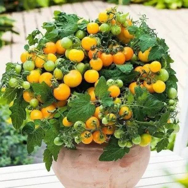 PNOQO Tomato, Tomato yellow cherry Seed