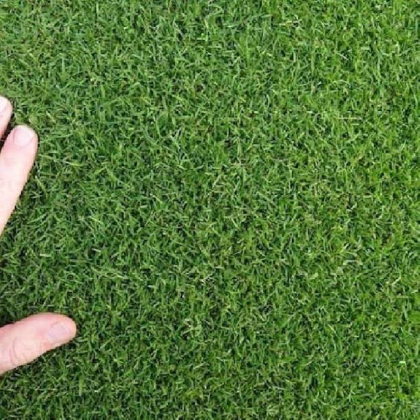SBGARDEN green grass seeds/Lawn Grass Seeds 7500 Seed