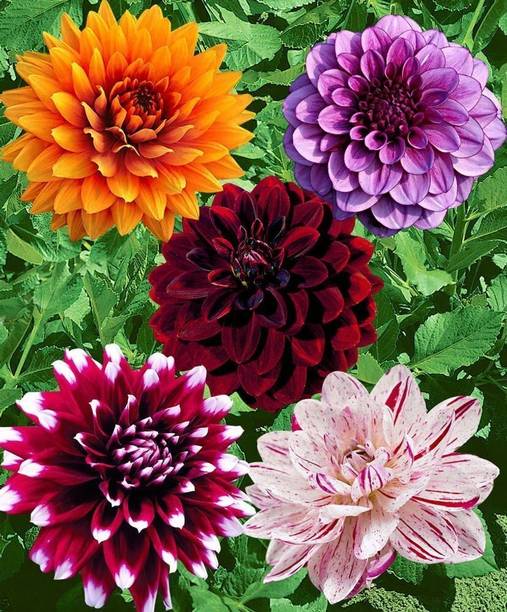 Silba Dahlia Hybrids Mixed Color - Dahlia Flower For Home Gardening Seed
