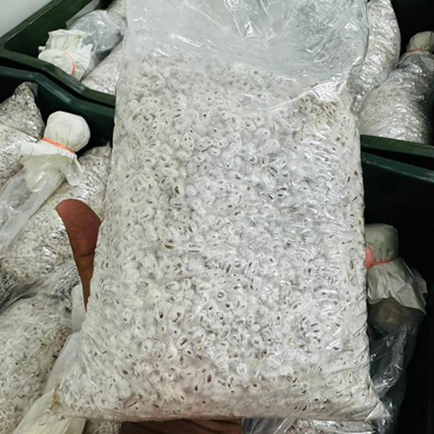 Aero Seeds Oyster Mushroom Seed Seed