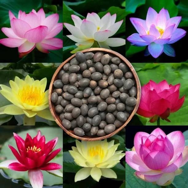 DEYS AGRO ® lotus flower plant seeds for home planting gardening Seed