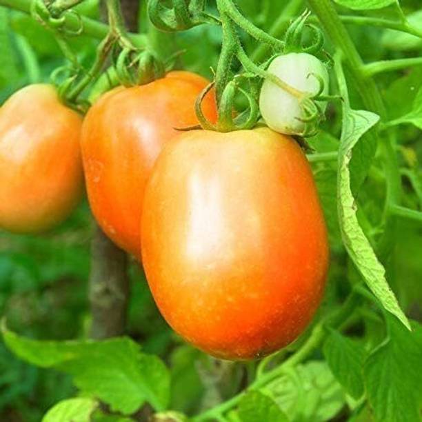 Silba Tomato Seed