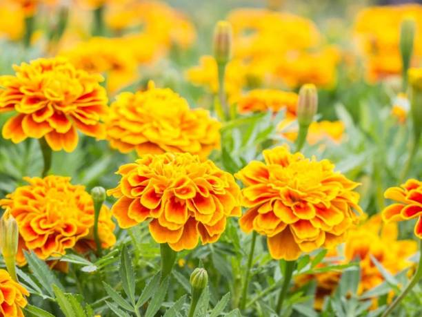 Aywal Marigold French Flower Seed