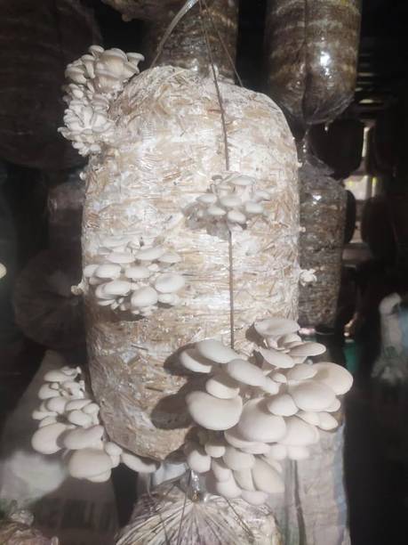 GREENSEA Mushroom Seed