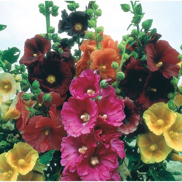 Neha Galleria All Season Exotic Hollyhock Mix Flower Seed