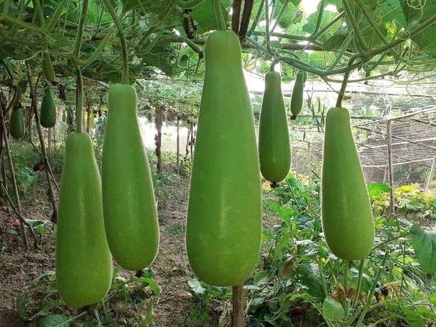 SMGOLD Hybrid Hazari Bottle Gourd Vegetable Seeds for Home Gardening Seed