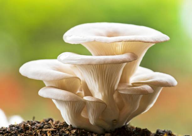 GREENSEA White Oyster Mushroom Seed