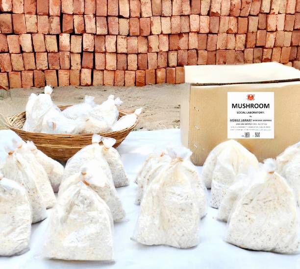 Aero Seeds Oyster Mushroom Seed Seed