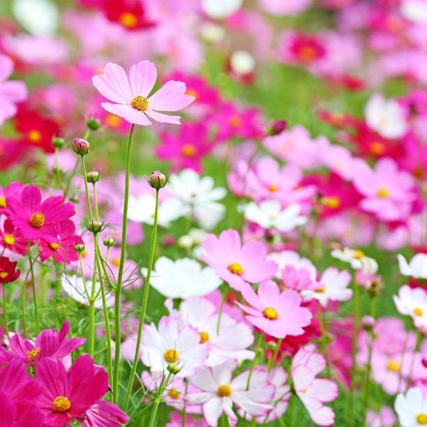 EcoFusion Exotic cosmos mix flower seeds Seed