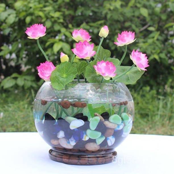 jkfarm Lotus, Kamal Seed