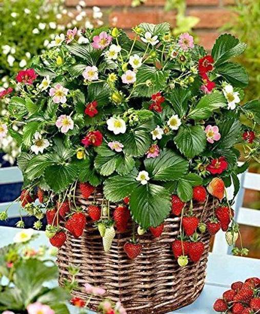 RasmoniGreen Strawberry Plant