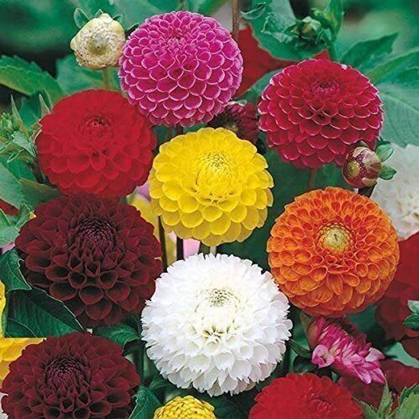 SUAA Dahlia Mix Flower Seeds Best for Gardening Seed