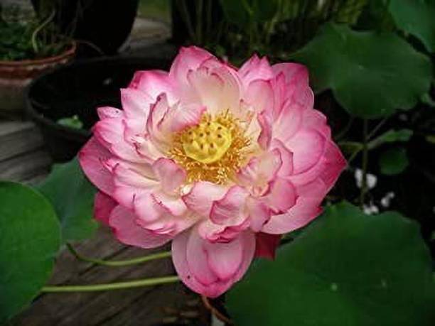 PNOQO Lotus Seed