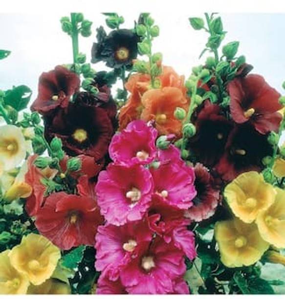 Mozette Exotic holly hock Seed