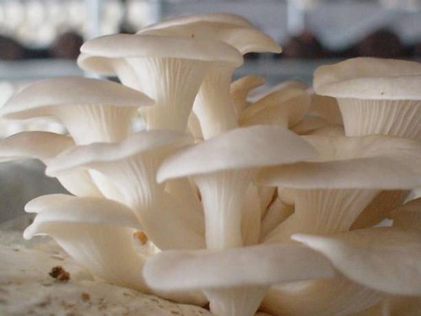 grenfel Mushroom 420 Gm White Oyster Mushrooms 1st Generation Spawn/Seeds CO2 Variety Seed