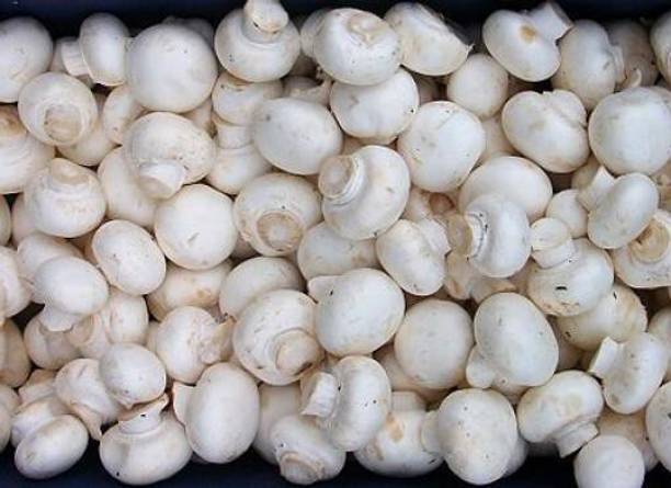 Pbevergreen Mushroom Hybrid Seed