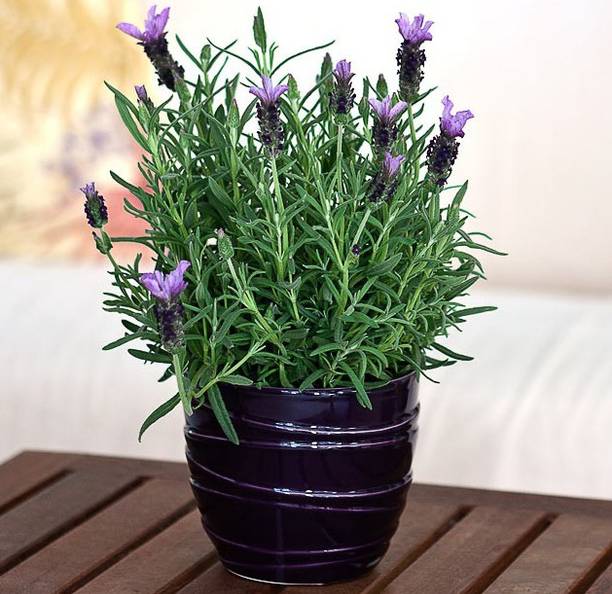 PLANTZON Lavender Plant Seed